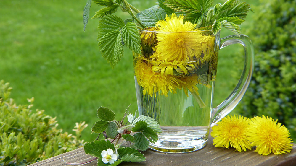 Fiona Chapman’s tea includes dandelion root, which is excellent for dredging the liver of toxins and helps keeps the bowels moving PHOTO: Silvia/Pixabay