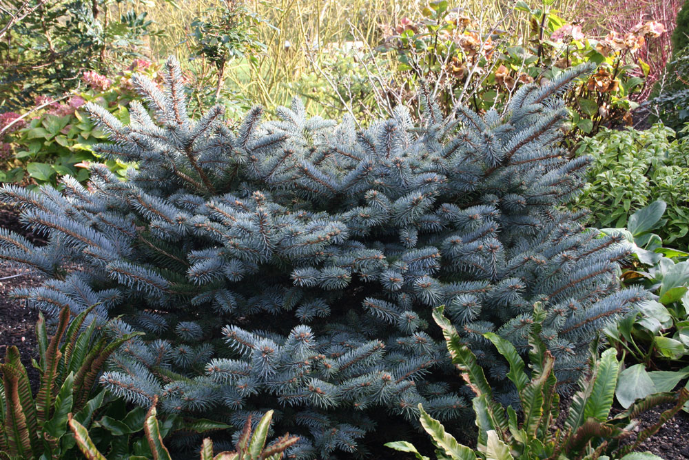 The fat globes of Pinus pungens ‘Globosa’ reach 45-75cm in height and 60-75cm spread over ten years.