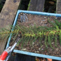 Cut off a frond of P. setiferum, displaying the fernlets, and pin it down on a tray of cuttings compost to make more of itself