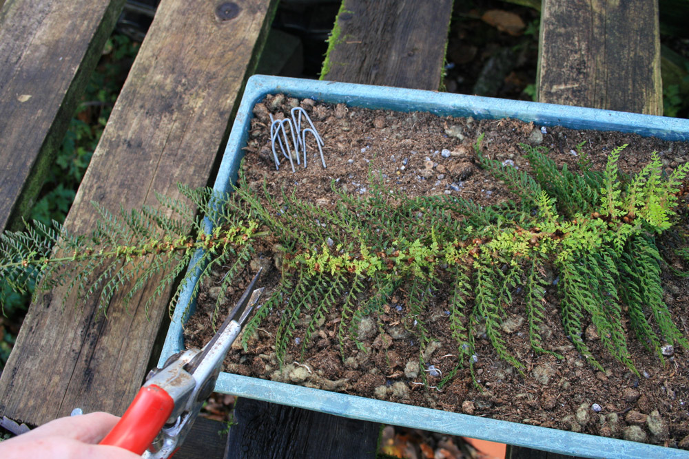Cut off a frond of P. setiferum, displaying the fernlets, and pin it down on a tray of cuttings compost to make more of itself