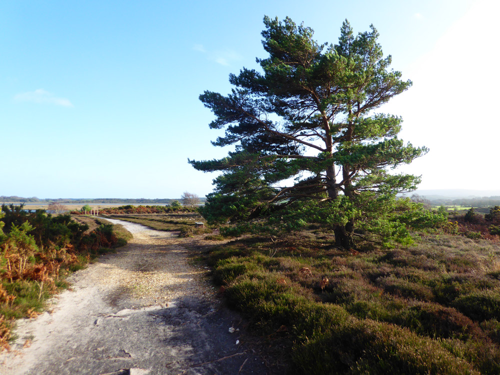 RSPB Arne, now part of Purbeck Heath National Nature Reserve, is home to spoonbills.
