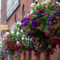 Hanging baskets need watering at least once a day, says Sue Butterworth of Goulds Garden Centre