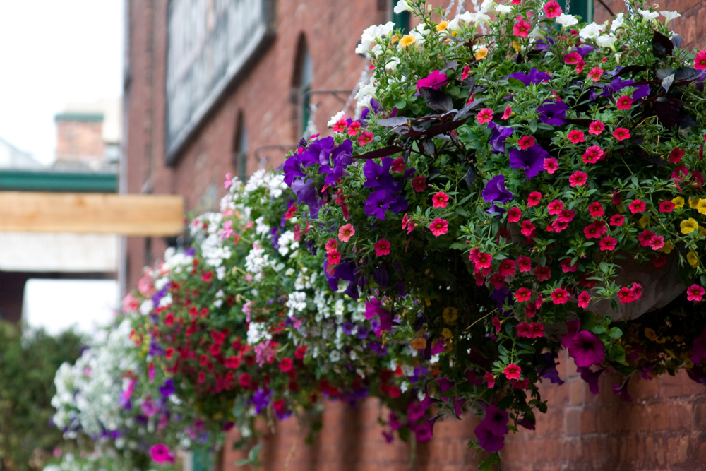 Hanging baskets need watering at least once a day, says Sue Butterworth of Goulds Garden Centre