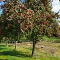The orchards at Dowding's will welcome visitors this weekend
