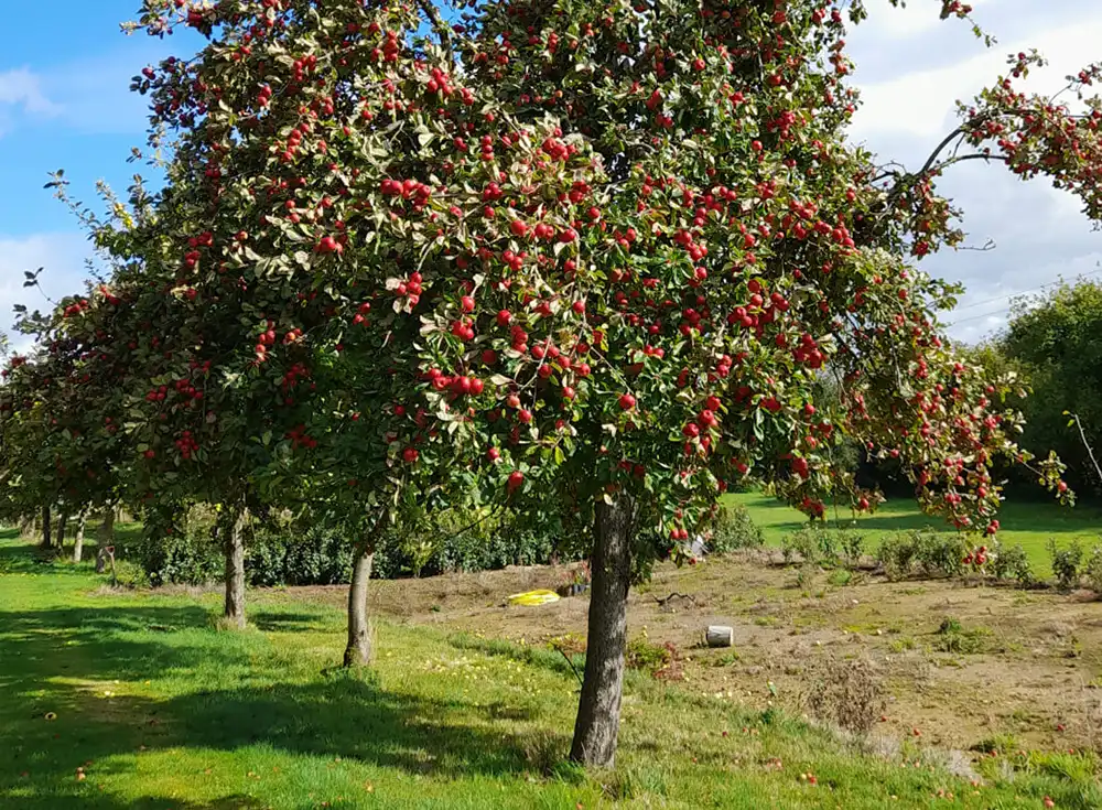 The orchards at Dowding's will welcome visitors this weekend