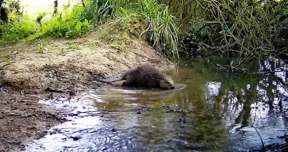 Wild beavers have returned to a part of Somerset being rewilded. Picture: Heal