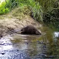 Wild beavers have returned to a part of Somerset being rewilded. Picture: Heal