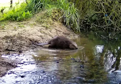 Wild beavers have returned to a part of Somerset being rewilded. Picture: Heal