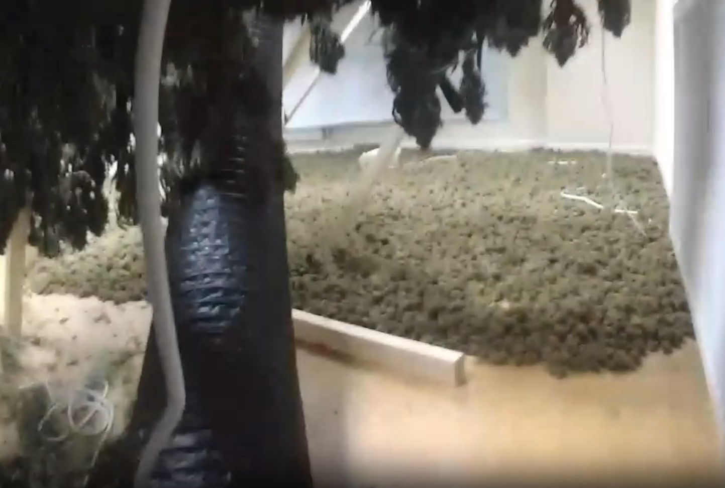 An estimated 600 plants were seized Picture: Avon and Somerset Police