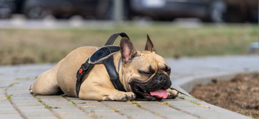 Temperatures are expected to soar to 27°C this Sunday, August 11