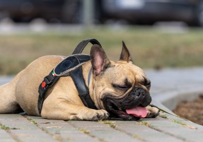 Temperatures are expected to soar to 27°C this Sunday, August 11 