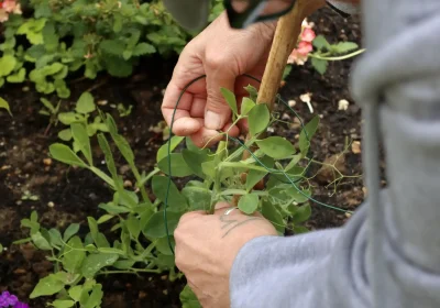 You can do your bit for wildlife in your allotment or veg patch. Picture: Abbey Wilkinson