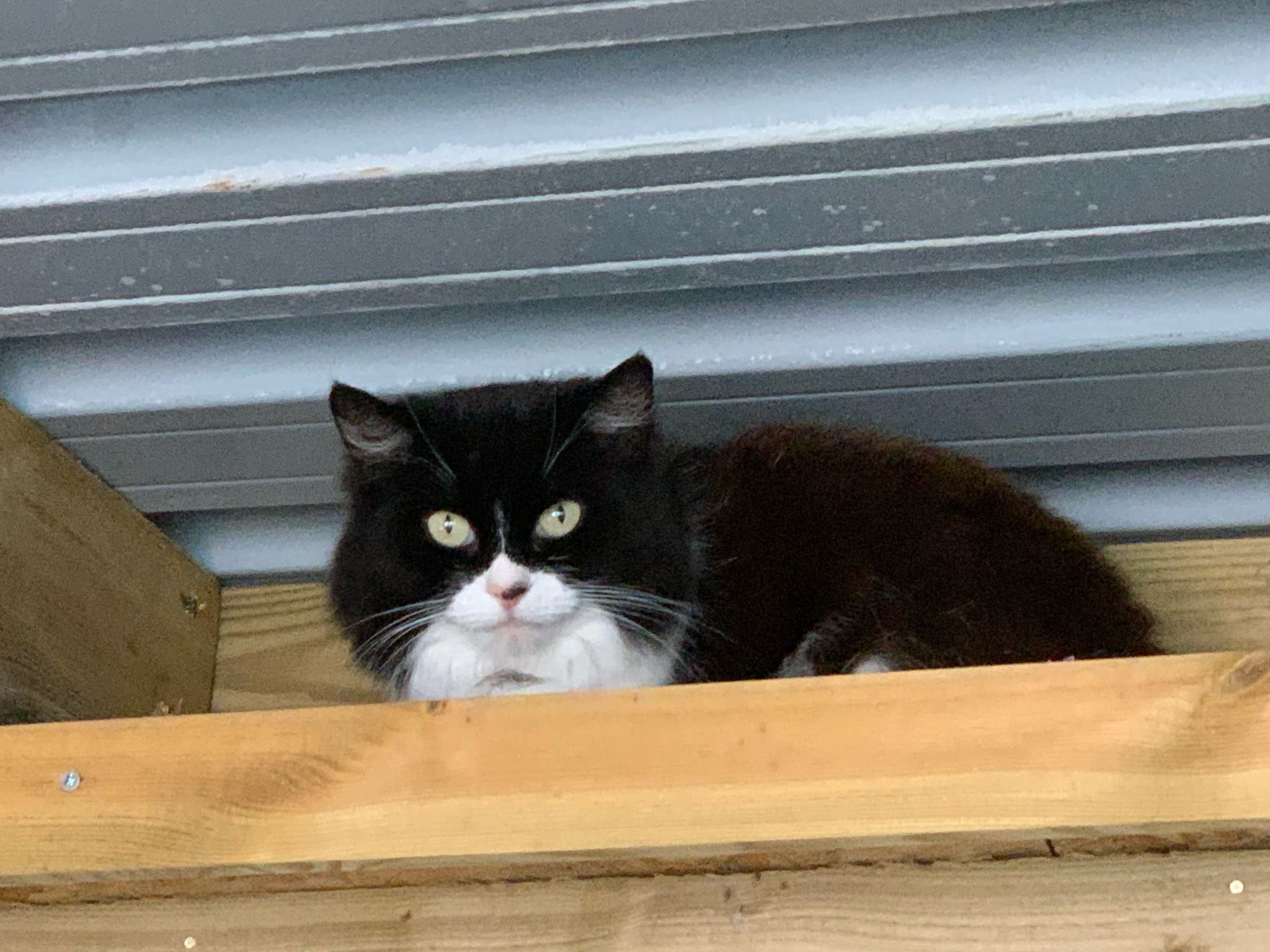 There's been no sign of Elsa Picture: Compassion for Cats