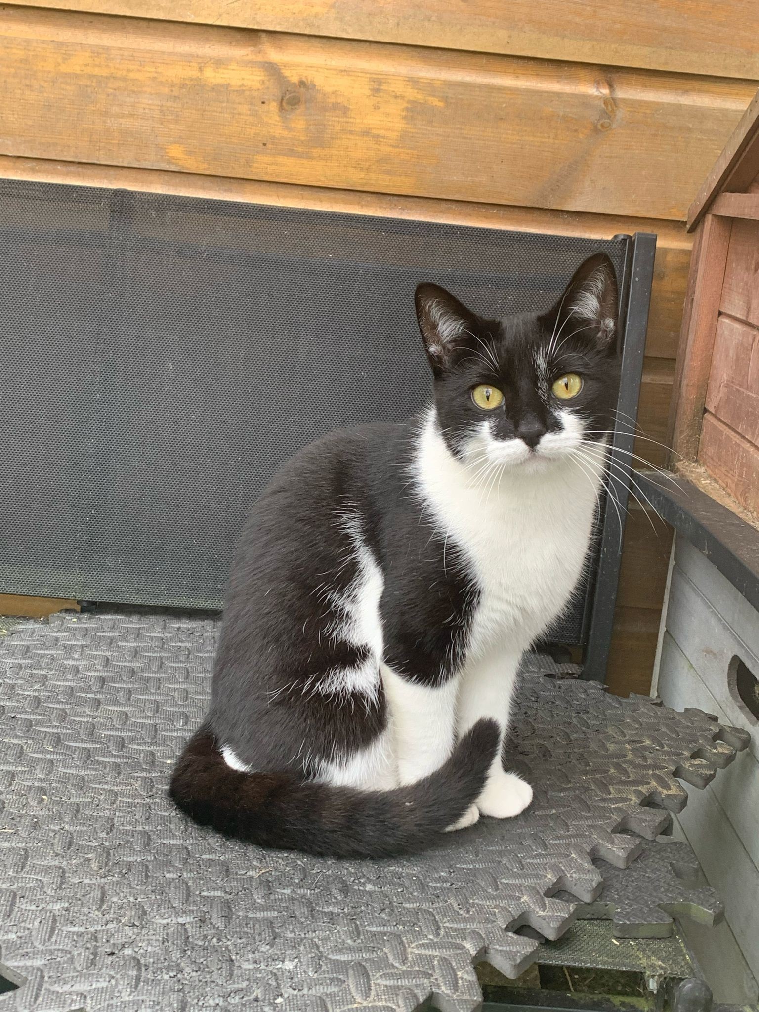 Emily is still missing but has been seen in the area Picture: Compassion for Cats