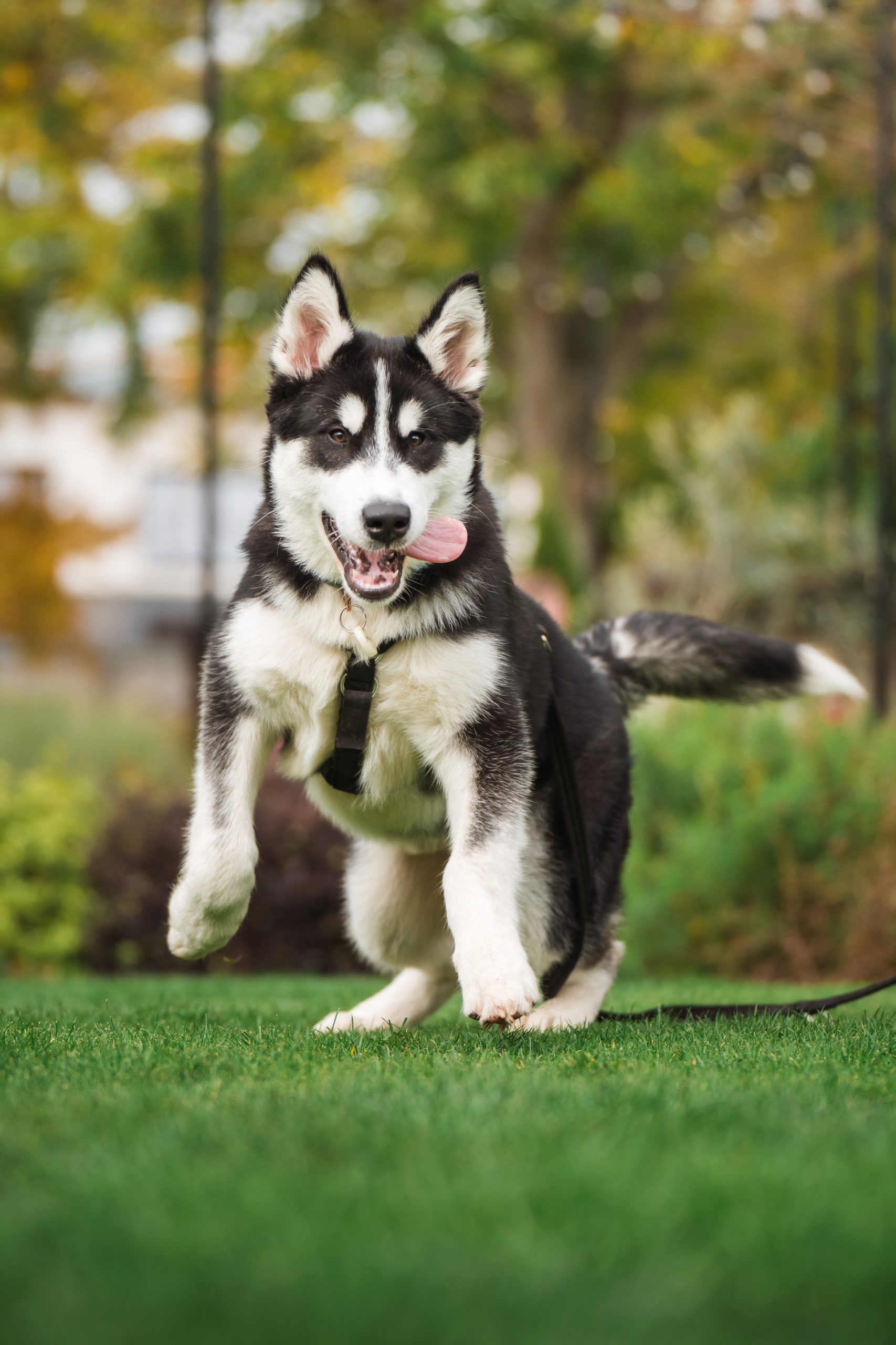 Enzo, the malamute Picture: Clarks Village