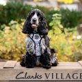 There's lots of events for dog lovers to get stuck into Picture: Clarks Village