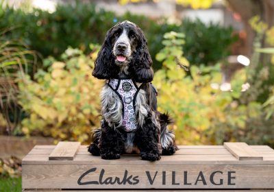 There's lots of events for dog lovers to get stuck into Picture: Clarks Village