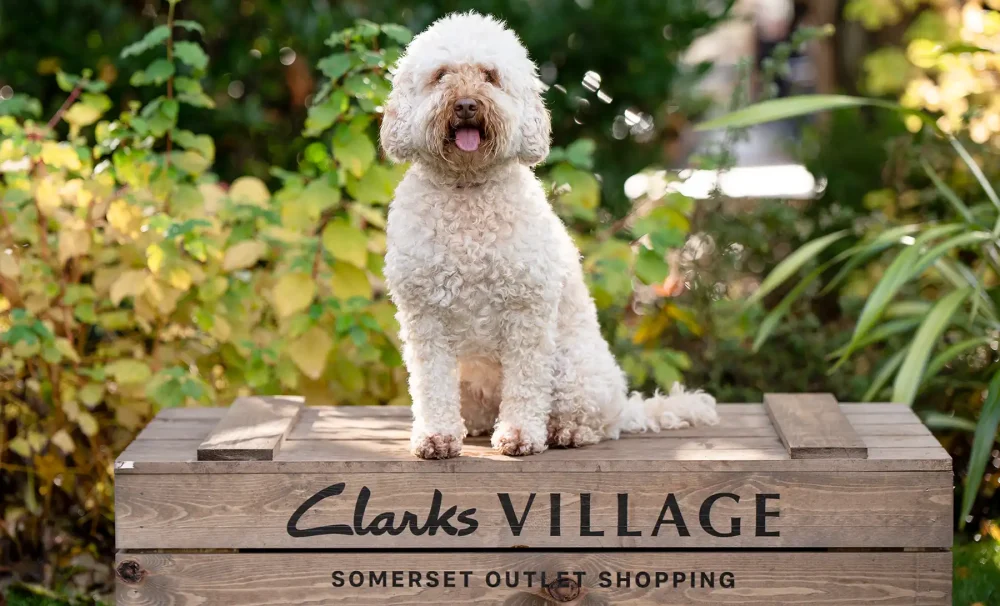Could your dog be the next CEO at Clarks Village?