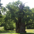 The King John Oak tree Picture: Hazlegrove Prep School