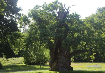 The King John Oak tree Picture: Hazlegrove Prep School
