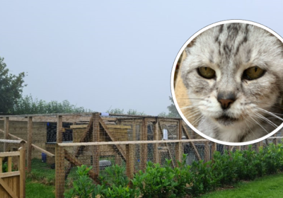 Lexi (pictured) was said to have experienced a great amount of stress following the break in Picture: Compassion for Cats