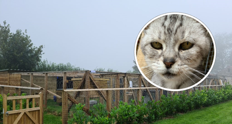 Lexi (pictured) was said to have experienced a great amount of stress following the break in Picture: Compassion for Cats