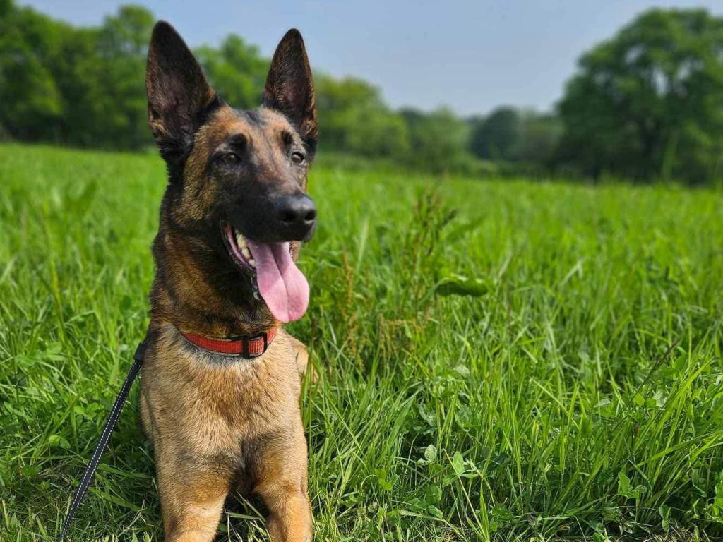 Police dog Rio was at the heart of the operation in Weston. Picture: Avon & Somerset Police