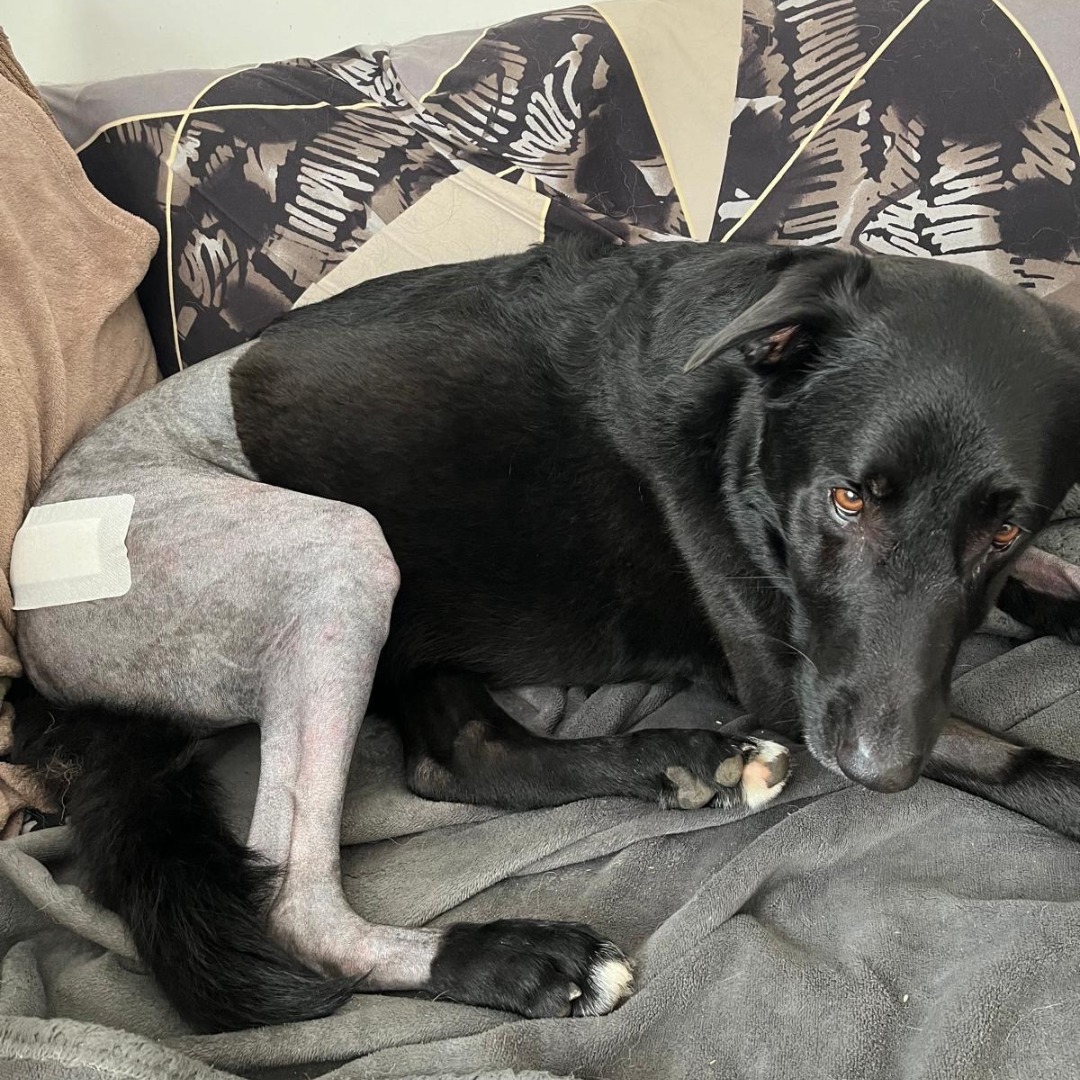 Rocky, who underwent a hip replacement surgery earlier in the month Picture: Ferne Animal Sanctuary
