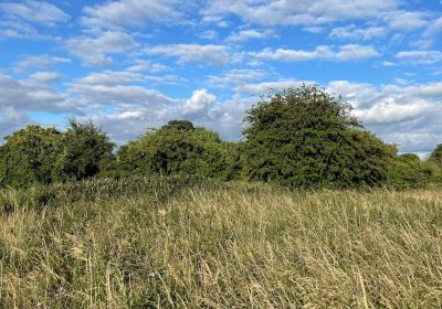 Packsaddle fields in summer Picture: PFP