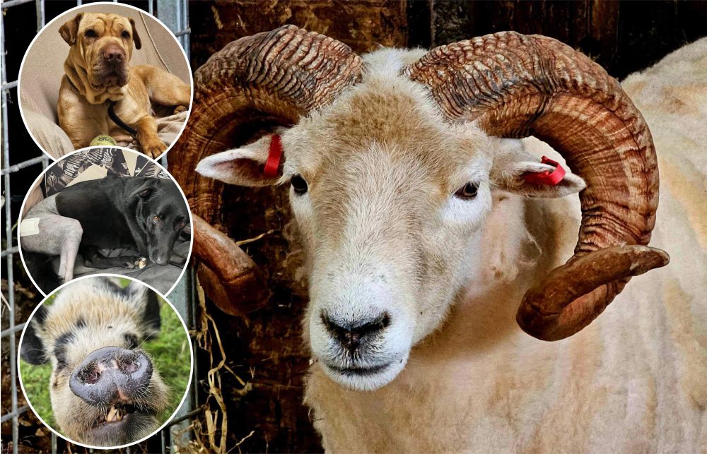 The animal sanctuary needs to cover a shortfall in its monthly costs of circa £25,000 per month Picture: Ferne Animal Sanctuary