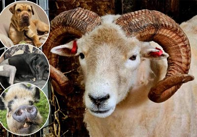 The animal sanctuary needs to cover a shortfall in its monthly costs of circa £25,000 per month Picture: Ferne Animal Sanctuary