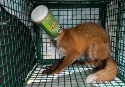 The fox was taken to Secret World in East Huntspill. Picture: Secret World Wildlife Rescue