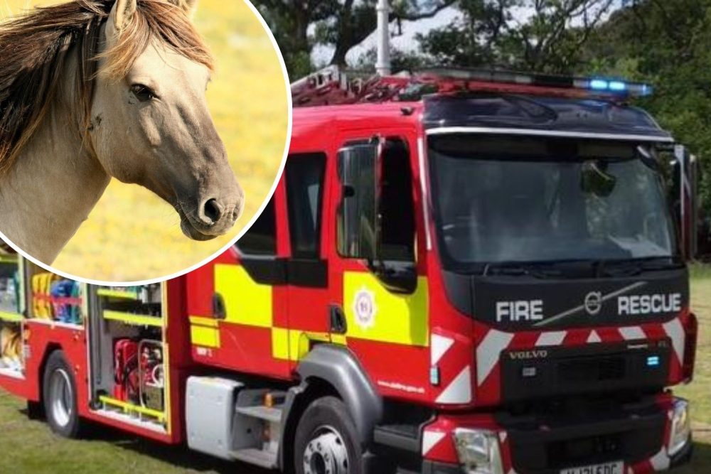 The horse was rescued from a ditch in Shepton Mallet