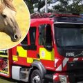The horse was rescued from a ditch in Shepton Mallet