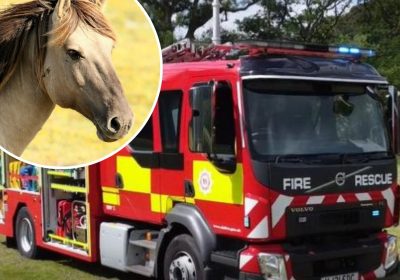 The horse was rescued from a ditch in Shepton Mallet