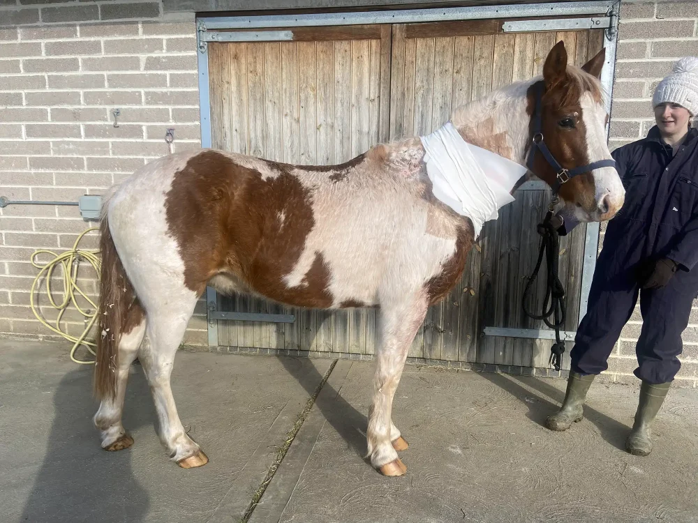 Dakota when he arrived at World Horse Welfare with some serious injuries