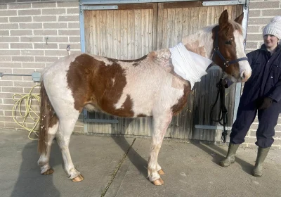 Dakota when he arrived at World Horse Welfare with some serious injuries