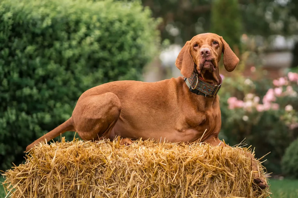 Dudley, who lives in Street, is the new CEO at Clarks Village