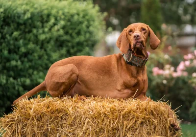 Dudley, who lives in Street, is the new CEO at Clarks Village