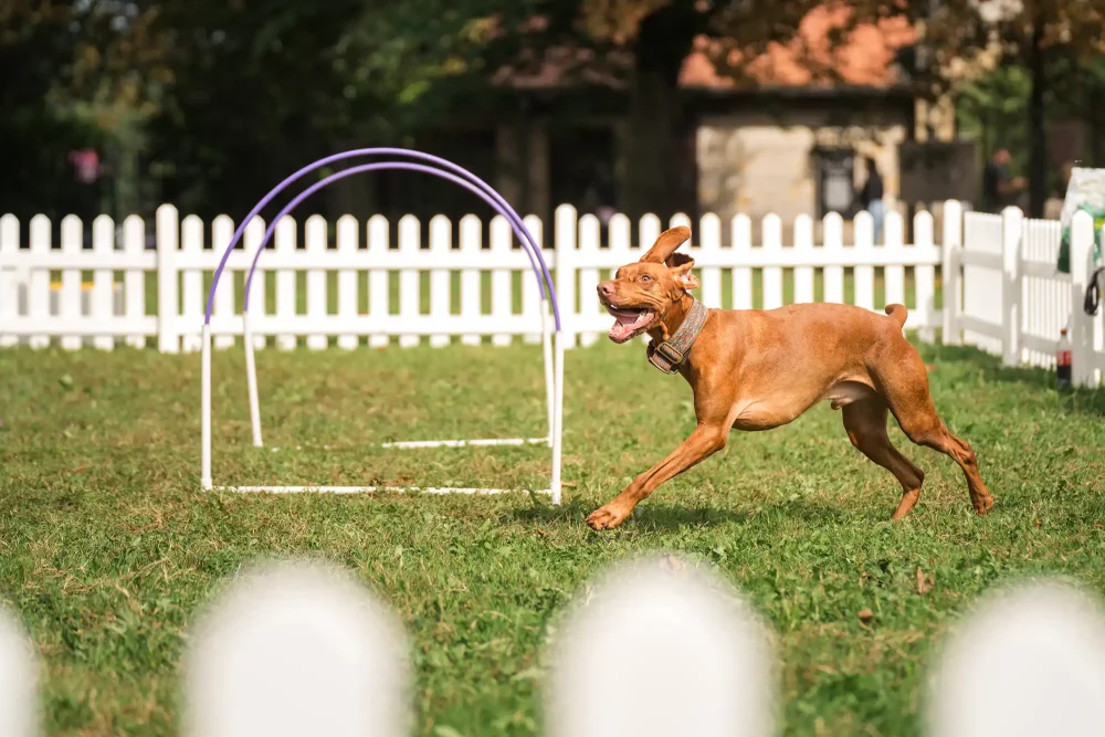 Dudley was crowned 2024 CEO of Clarks Village after the Pawsome Pooches event