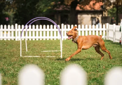 Dudley was crowned 2024 CEO of Clarks Village after the Pawsome Pooches event