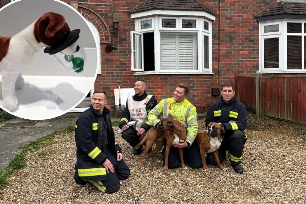 Firefighters rescued the two dogs from the Yeovil property - after they started a fire while trying to reach cupcakes... Pictures: Yeovil Fire Station/Smokey Paws