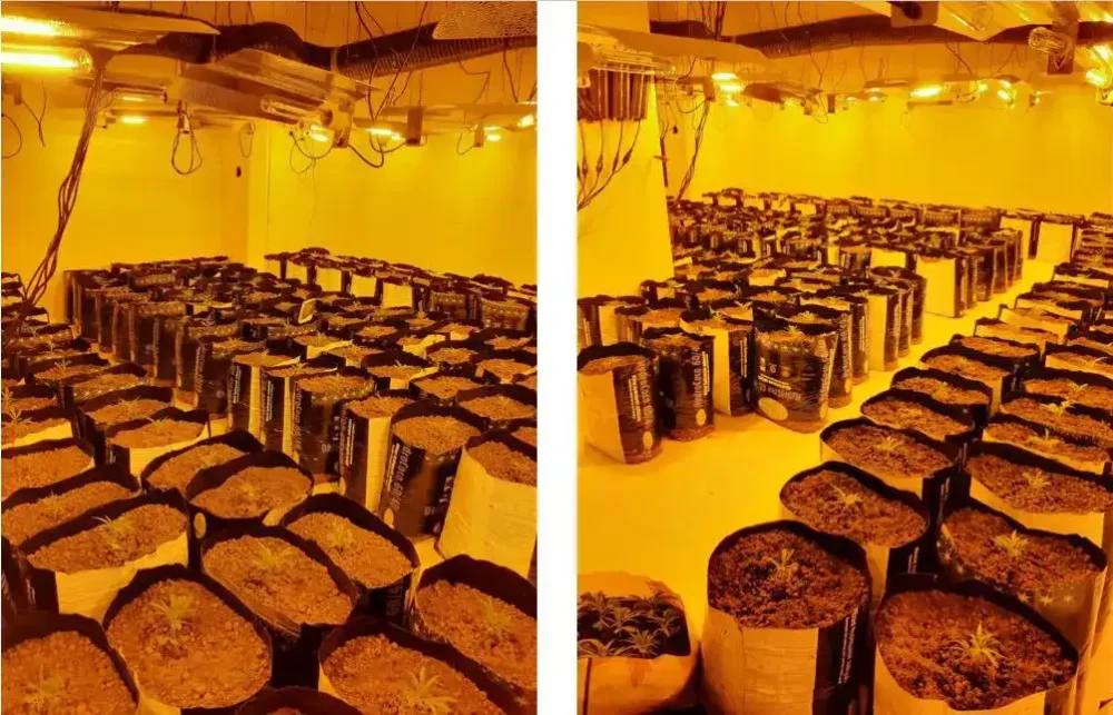 Plants were seized and a man arrested in the Yeovil raid. Picture: Avon & Somerset Police