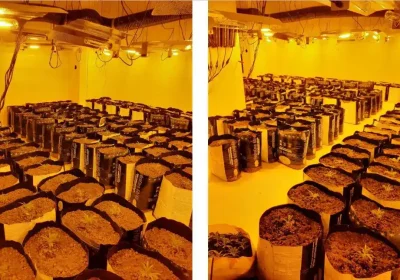 Plants were seized and a man arrested in the Yeovil raid. Picture: Avon & Somerset Police