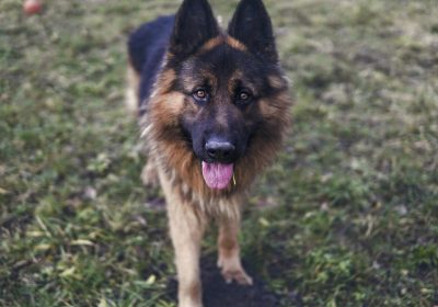 A German shepherd named Ira died during labour. Picture: Stock image/Pixabay