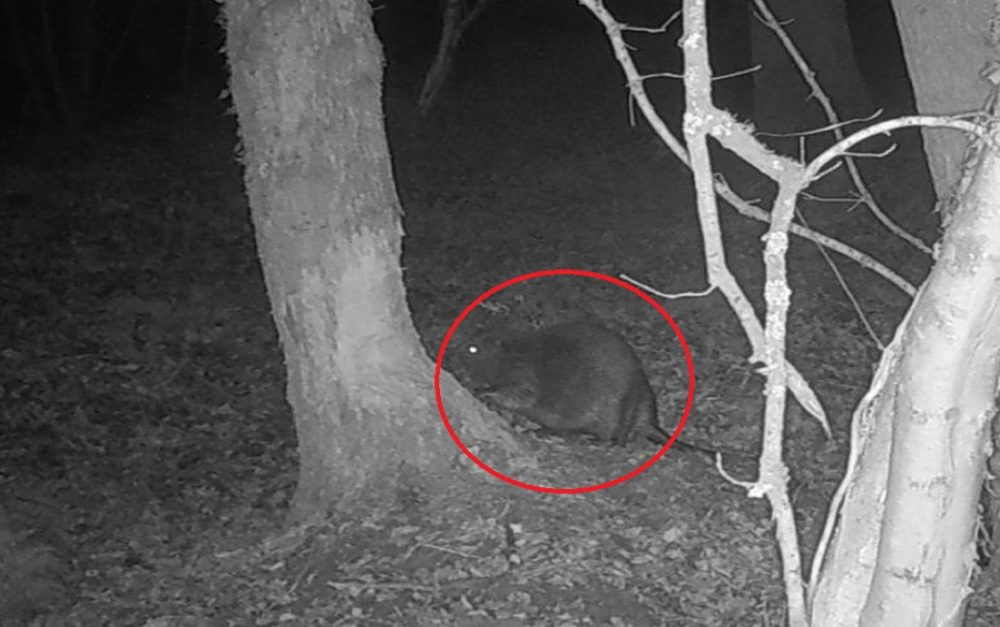 This beaver was picked up on a wildlife camera Picture: Avalon Marshes Nature Reserve