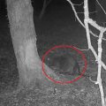 This beaver was picked up on a wildlife camera Picture: Avalon Marshes Nature Reserve