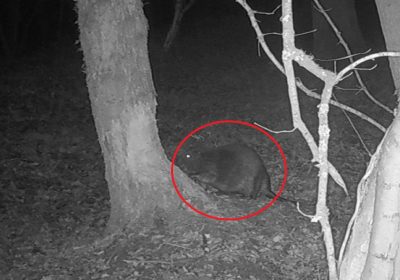 This beaver was picked up on a wildlife camera Picture: Avalon Marshes Nature Reserve