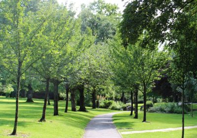 Sweet chestnuts, acers, hornbeams, and a walnut will be planted in Collett Park this week Picture: Shepton Mallet Town Council