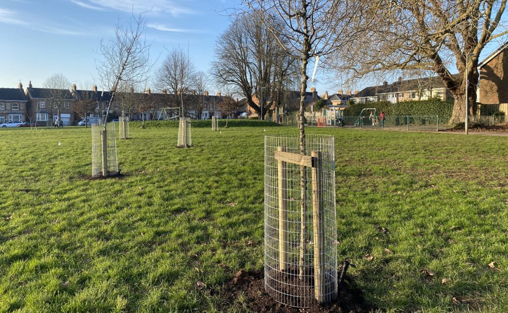 Newly planted trees at Greenway Recreation Ground, Taunton Picture: Somerset Council